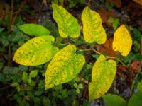 Erste Gelbfärbung an den Riesen-Knöterich Blättern